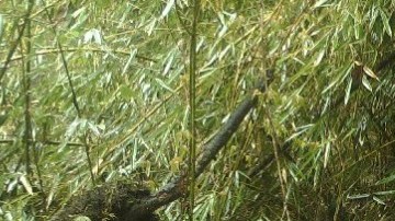 Un oso panda albina avistado por primera vez.