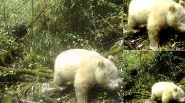 Un oso panda albina avistado por primera vez.