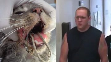 Un refugio de animales de la zona consiguó curar a uno de los gatos afectados..