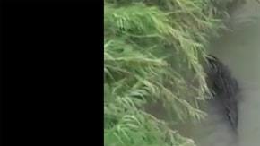 No es la primera vez que se advierte de la presencia de cocodrilos en el río Bravo.