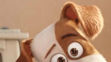 "The secret life of pets"