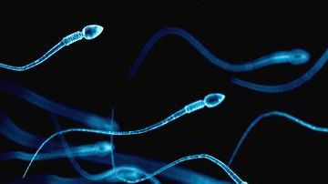 $800 dólares por un frasco de esperma