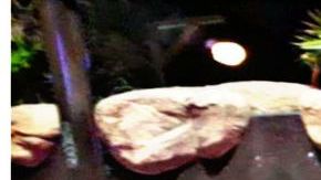 Sicarios disparan vs "El Rambo", hombre de talla pequeña en Acapulco