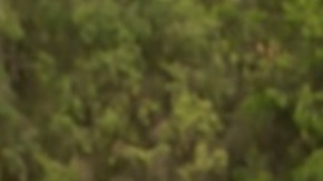 El volante peruano Renato Tapia podría llegar al Cruz Azul mexicano.