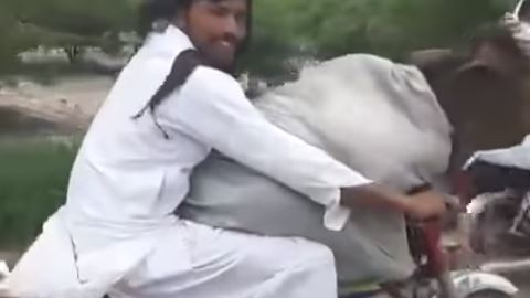El video del bovino viajero fue registrado en Pakistán.