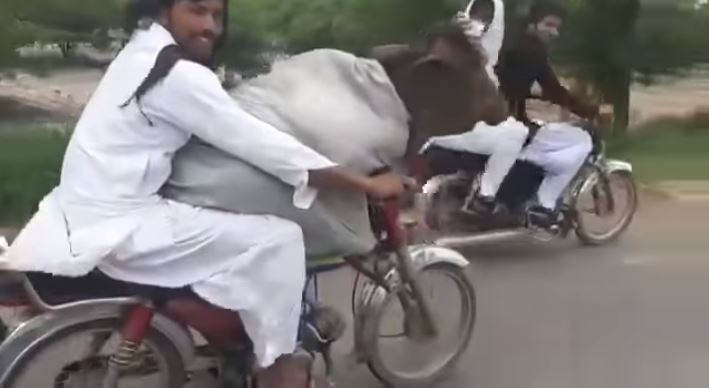 El video del bovino viajero fue registrado en Pakistán.