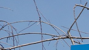 De acuerdo al sitio digital, El centro de convalecencia Long Beach Healthcare Center tiene 39  avisos o advertencias, tres veces más del promedio a nivel estatal. (Aurelia Ventura/La Opinión)