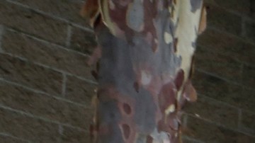 El comisionado de seguros, Ricardo Lara piden a las aseguradoras ampliar el periodo de pagos por el coronavirus. (Aurelia Ventura/La Opinión)