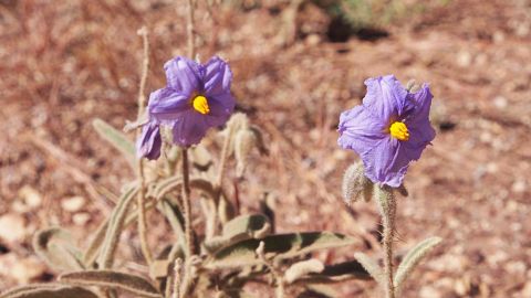 107457059_solanum4