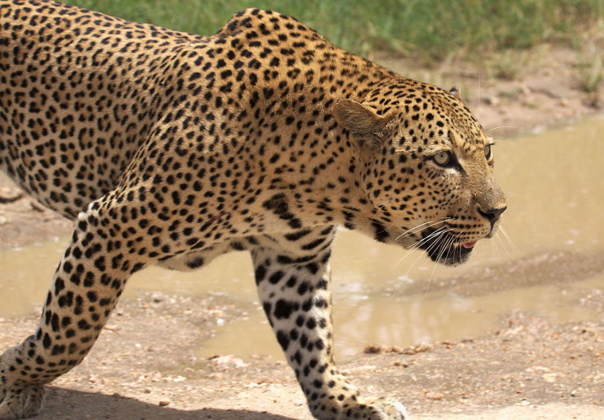 Leopardo africano,  cerca del lago Panic, Parque Nacional Kruger, Sudáfrica. 31 December 2013.