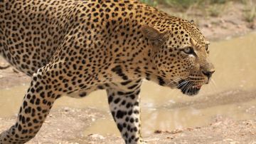 Leopardo africano,  cerca del lago Panic, Parque Nacional Kruger, Sudáfrica. 31 December 2013.