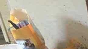 Encuentran 200 gatos muertos, basura y 100 gatos vivos en una casa de Iowa.