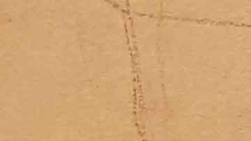 La "Chapodiputada" rindió testimonio contra Guzmán Loera.