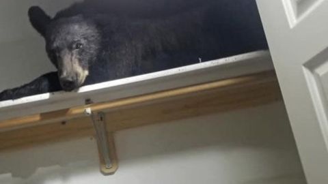 Un oso se cuela en una casa y se duerme en el armario.