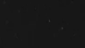 El calamar gigante se acercó a la cámara por unos segundos.