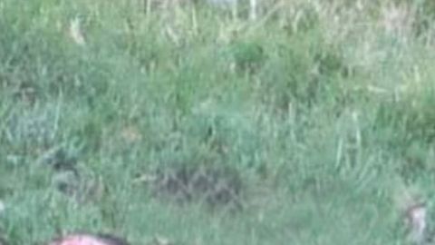 Cártel Jalisco Nueva Generación y Los Viagras se dejan brutal regalo