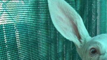 La cría de ciervo de tres semanas de nacida es una hembra recibió el nombre Spirit. 