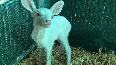 La cría de ciervo de tres semanas de nacida es una hembra recibió el nombre Spirit.