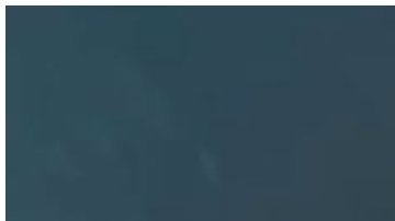 El tiburón con la cola cortada intenta seguir nadando.