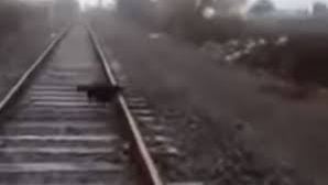 El perro consiguió salvar la vida.
