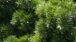 Salustrio García y su hija Joseline García de Reseda, California, apoyan a Bernie Sanders para la presidencia de EE UU en el 2020. (Foto cortesía de Don Irwin).