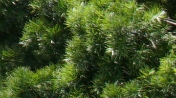 Salustrio García y su hija Joseline García de Reseda, California, apoyan a Bernie Sanders para la presidencia de EE UU en el 2020. (Foto cortesía de Don Irwin).
