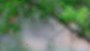 Si de verdad te gustan mucho los animales, estos trabajos se sentirán como vacaciones pagadas para ti.