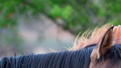 Si de verdad te gustan mucho los animales, estos trabajos se sentirán como vacaciones pagadas para ti.