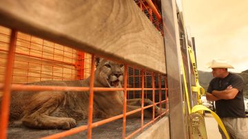 De acuerdo al estudio, los leones de montaña tienen un profundo impacto en su entorno, que apoyan la salud general de los ecosistemas de California.  (Photo by David McNew/Getty Images)