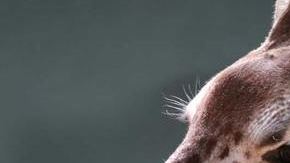 Witten falleció el lunes en el Zoológico de Dallas.