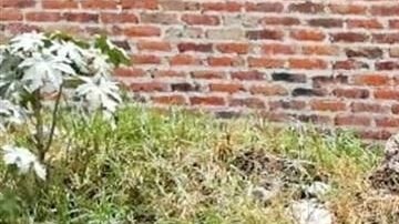 Las bolsas fueron abandonadas en las calles de Tlaquepaque, Jalisco.