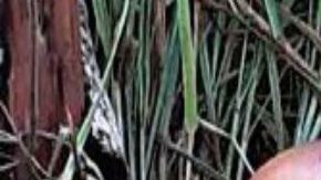 Guerra entre huachicoleros y narcos deja dos torturados; al parecer les arrancaron la piel