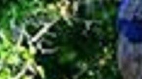 ICE busca aumentar la cooperación de policías locales en sus operativos.