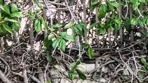 William Batres llegó a votar al consulado de Guatemala en Los Ángeles. (Suministrada)