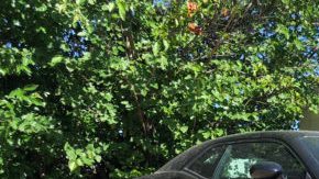 Es el Hellcat número "2" de Dodge