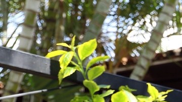 Joao Maleck será juzgado por el delito de homicidio.