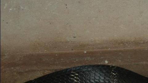 La cobra pudo escapar de un apartamento.