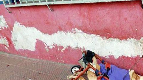 Así encontraron a la perra Lunita.