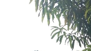 Detienen a integrantes del Cártel del Golfo.