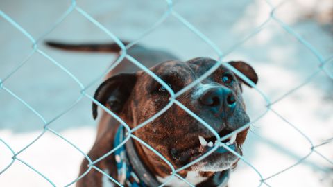 Perro Pitbull.