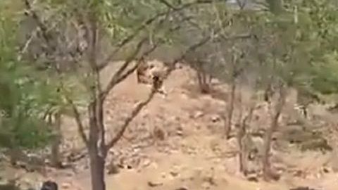 En el sur de México los inmigrantes centroamericanos son víctimas de acoso de autoridades.