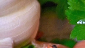 langostino