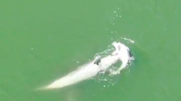 En los 42 minutos de video se puede ver el sufrimiento de la mamá delfín.