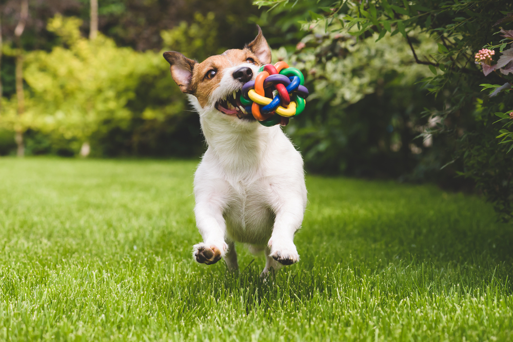 juguetes gratis para perros