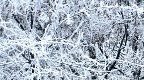 snow-4208253_1920-Pixabay