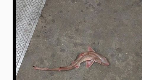 Tiburón en el andén de la línea F, en el Bajo Manhattan