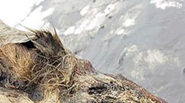 Encontraron la cabeza cortada de un lobo, original de hace 40,000 años.