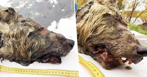 Encontraron la cabeza cortada de un lobo, original de hace 40,000 años.