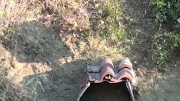 Un perro se niega a abandonar el lugar donde murió su dueño.