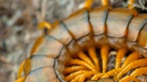 0_Scolopendra-cingulata